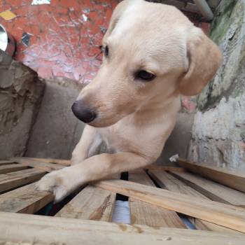 Charlie imagem 2 - 