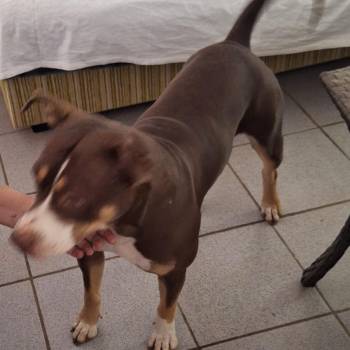 Sarah imagem 2 - 