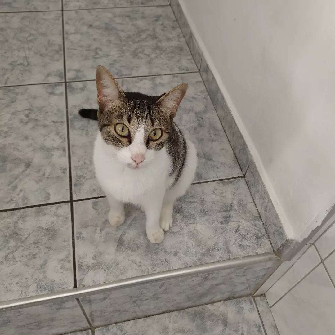 Cristal - Sem Raça Definida