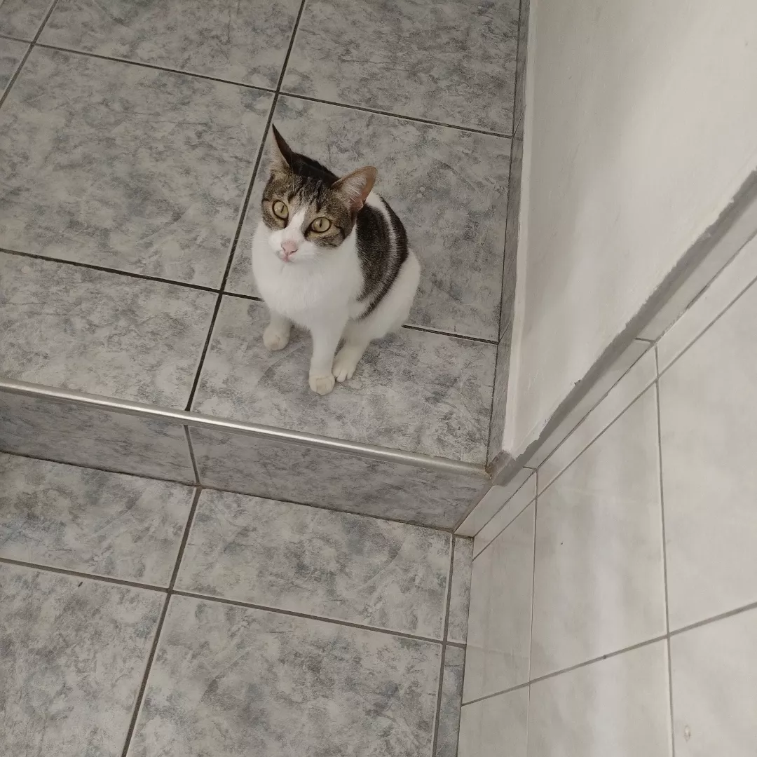 Cristal - Sem Raça Definida