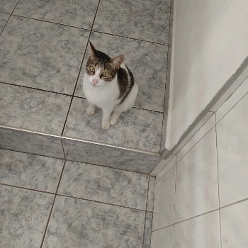 Cristal imagem 2 - Sem Raça Definida