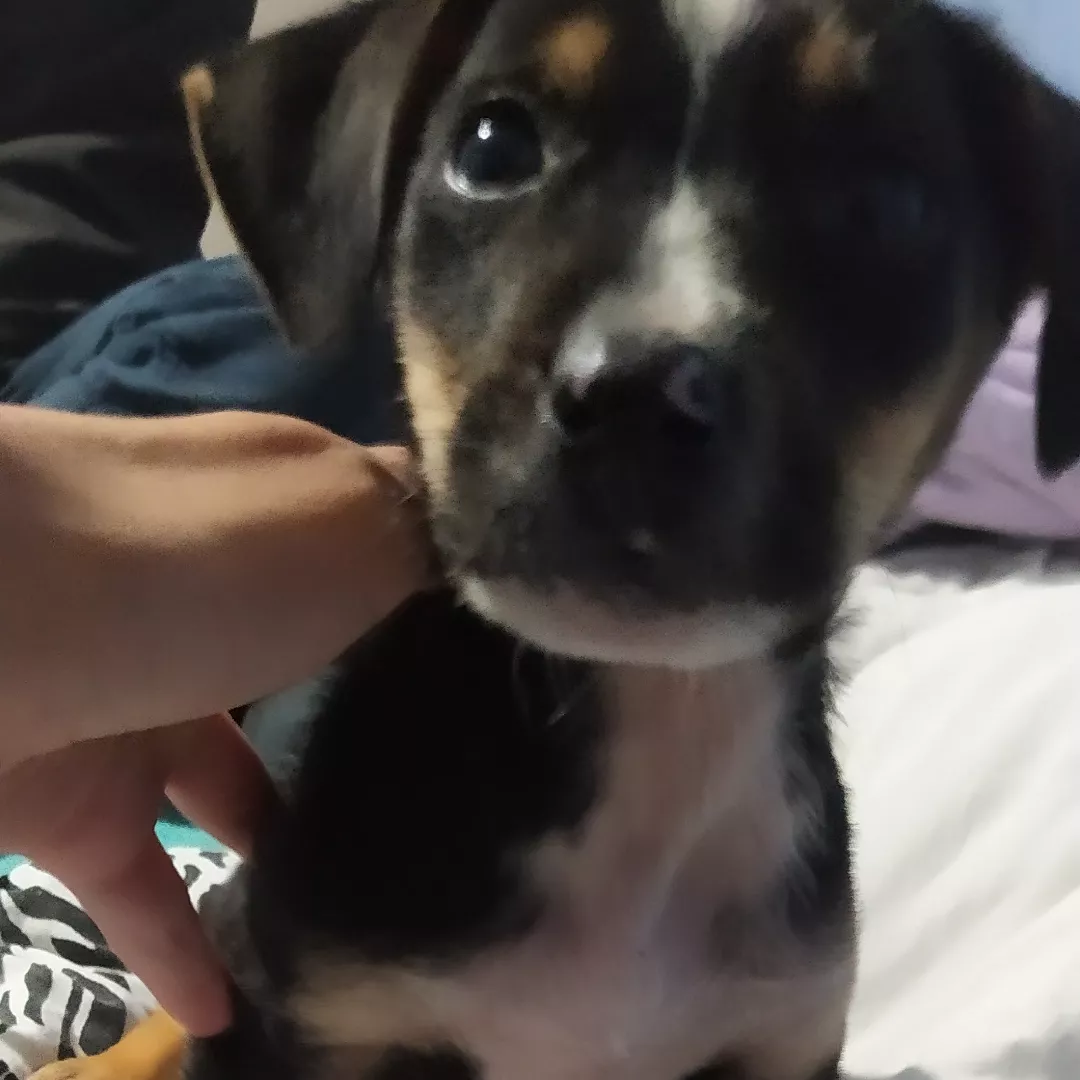 Lua - Sem Raça Definida