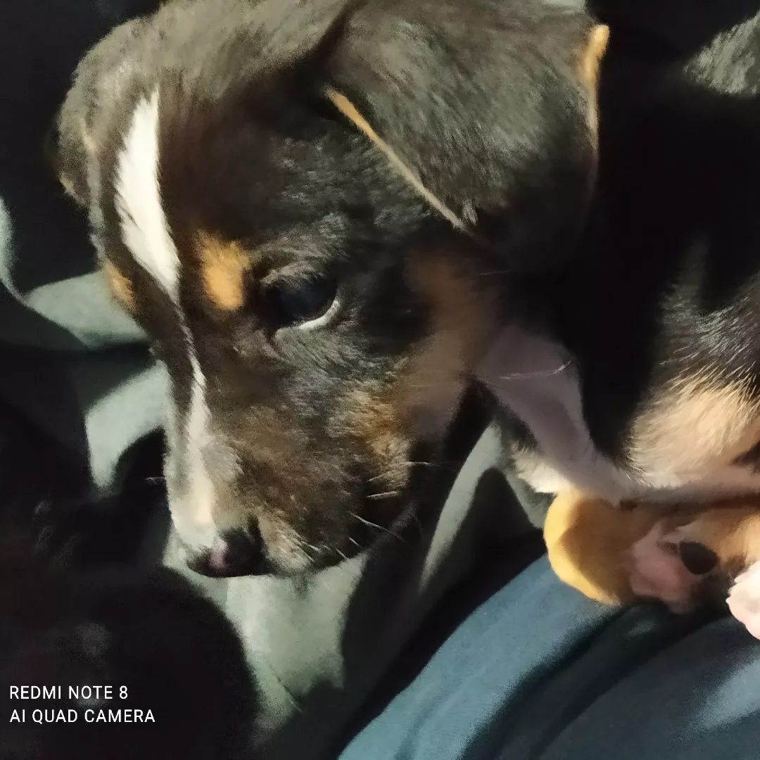 Lua - Sem Raça Definida