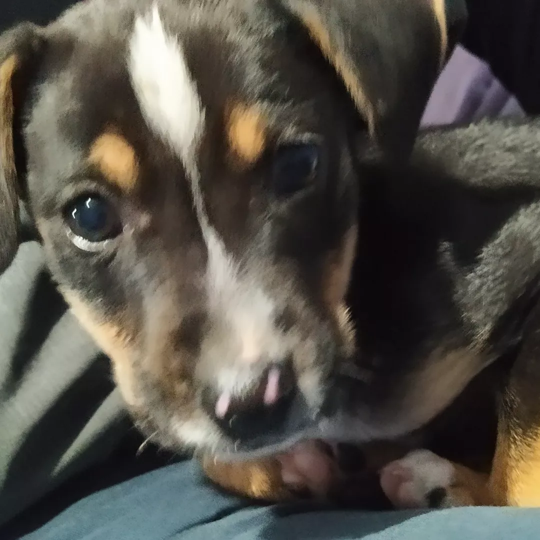 Lua - Sem Raça Definida