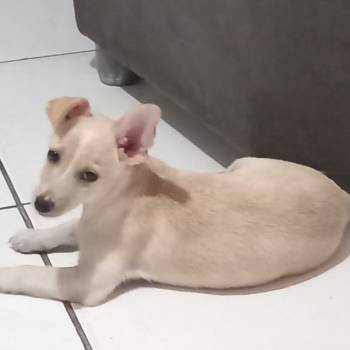Apolo imagem 2 - 