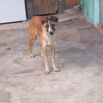 Lili imagem 1 - Sem Raça Definida