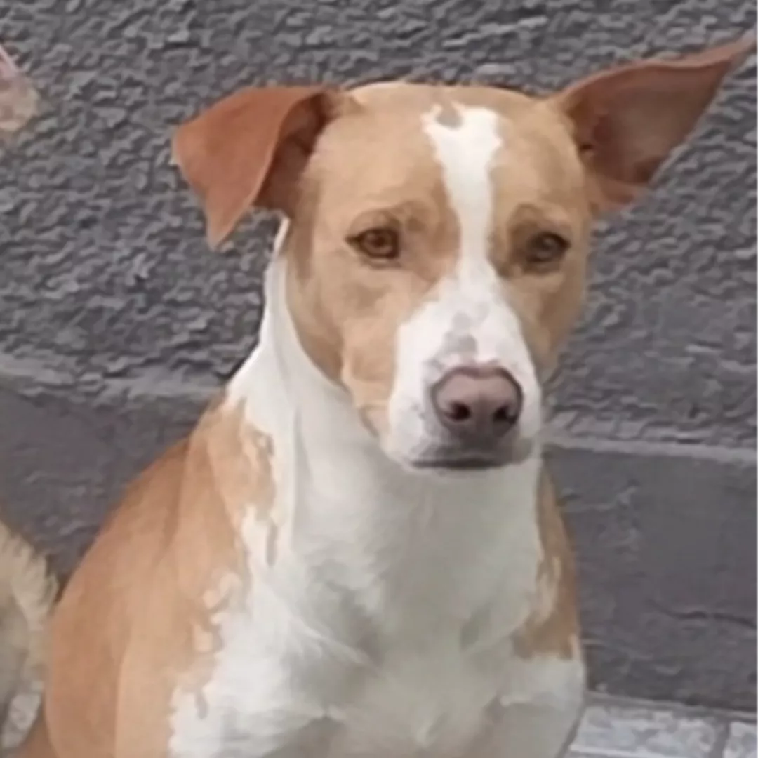 Bruce - Sem Raça Definida