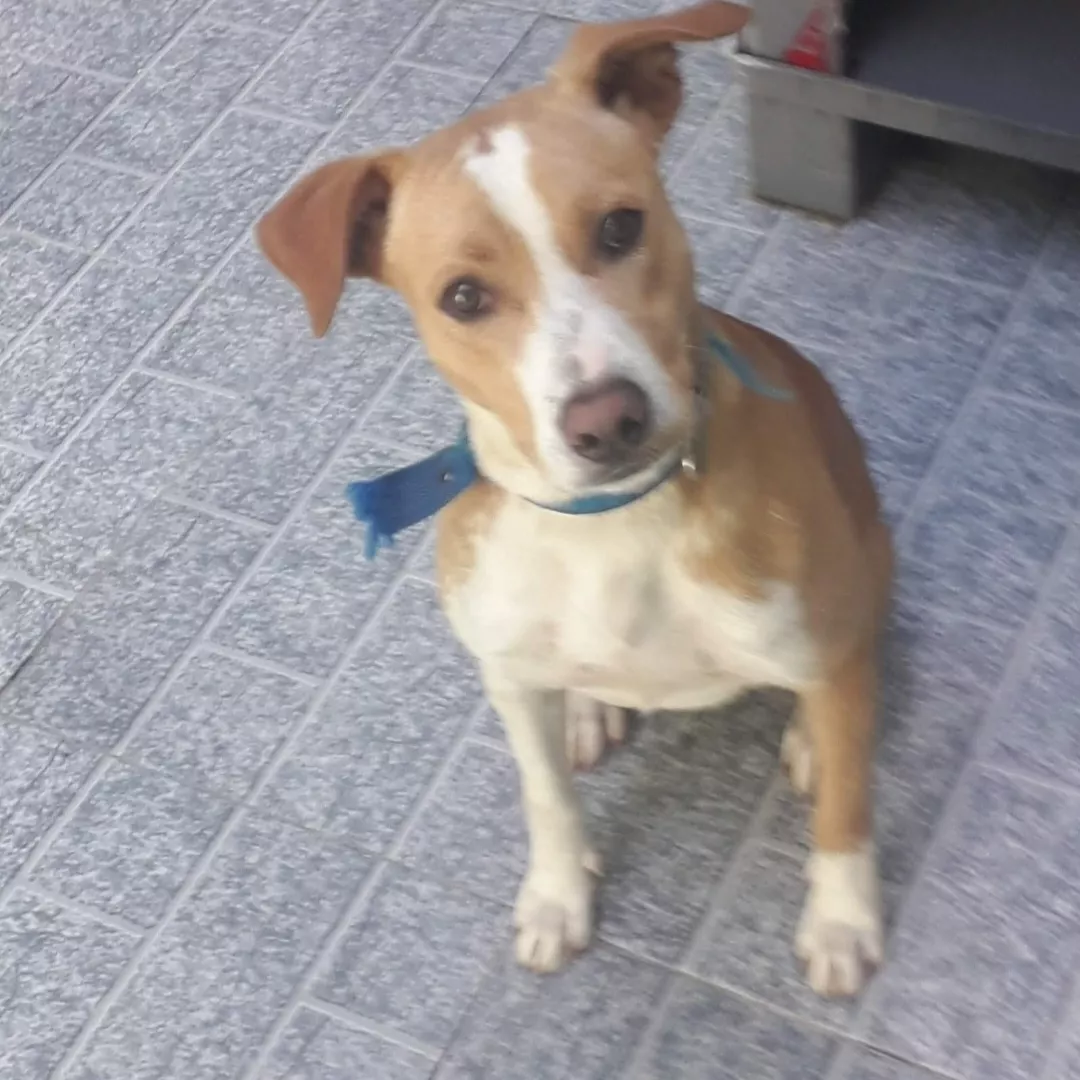 Bruce - Sem Raça Definida