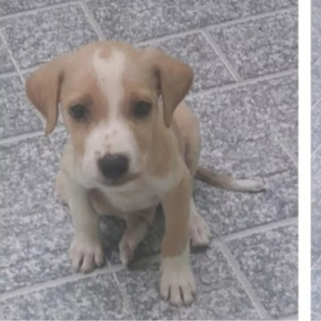 Bruce - Sem Raça Definida