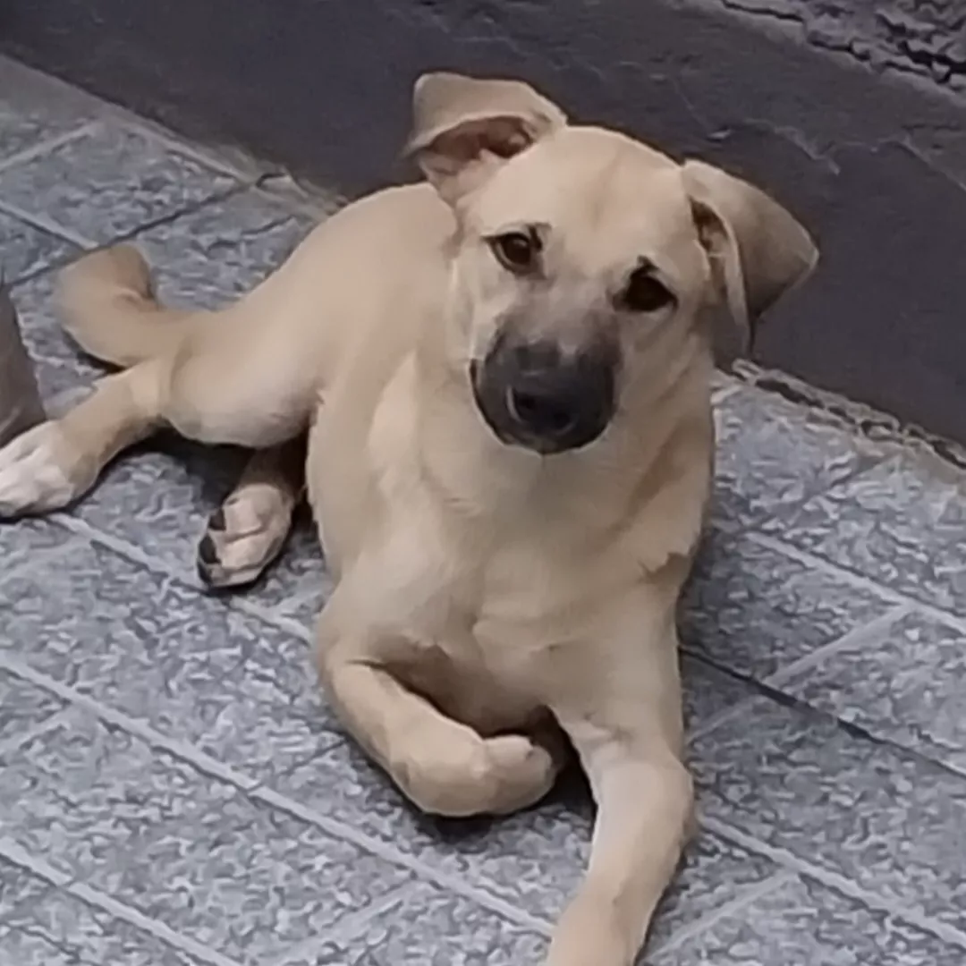 Benny - Sem Raça Definida