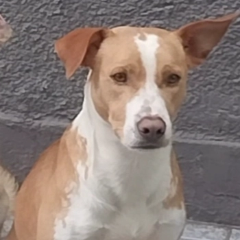 Bruce imagem 1 - Sem Raça Definida