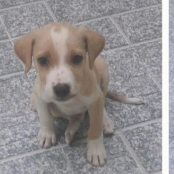 Bruce imagem 3 - Sem Raça Definida