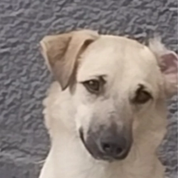 Benny imagem 1 - Sem Raça Definida
