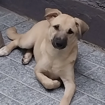 Benny imagem 2 - Sem Raça Definida