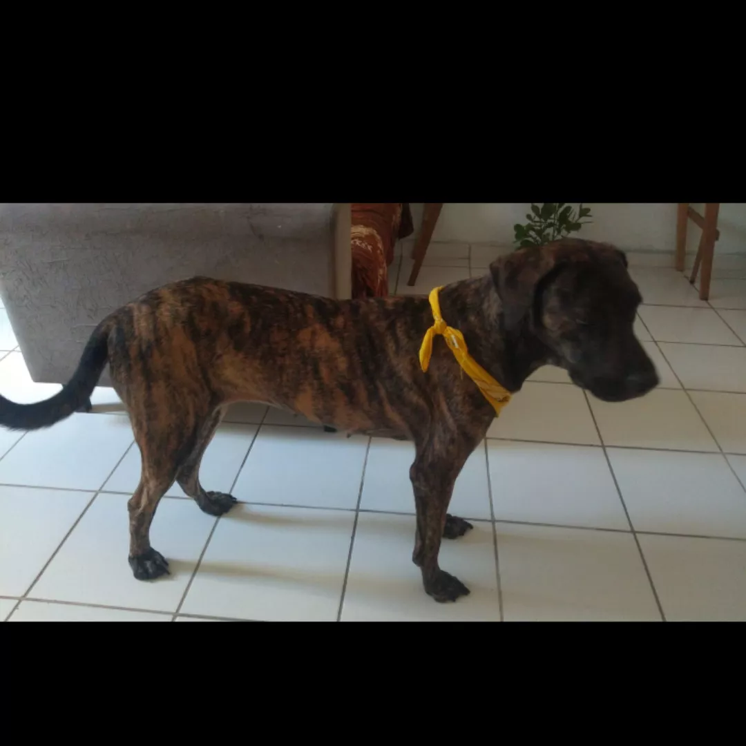 Amora - Sem Raça Definida