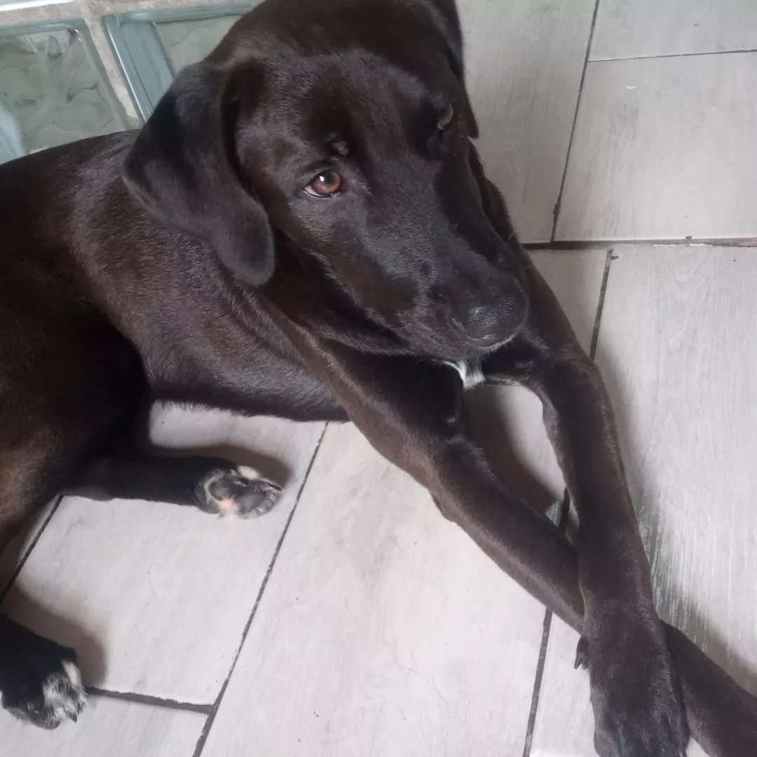 Marshall - Sem Raça Definida