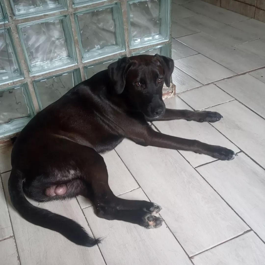 Marshall - Sem Raça Definida