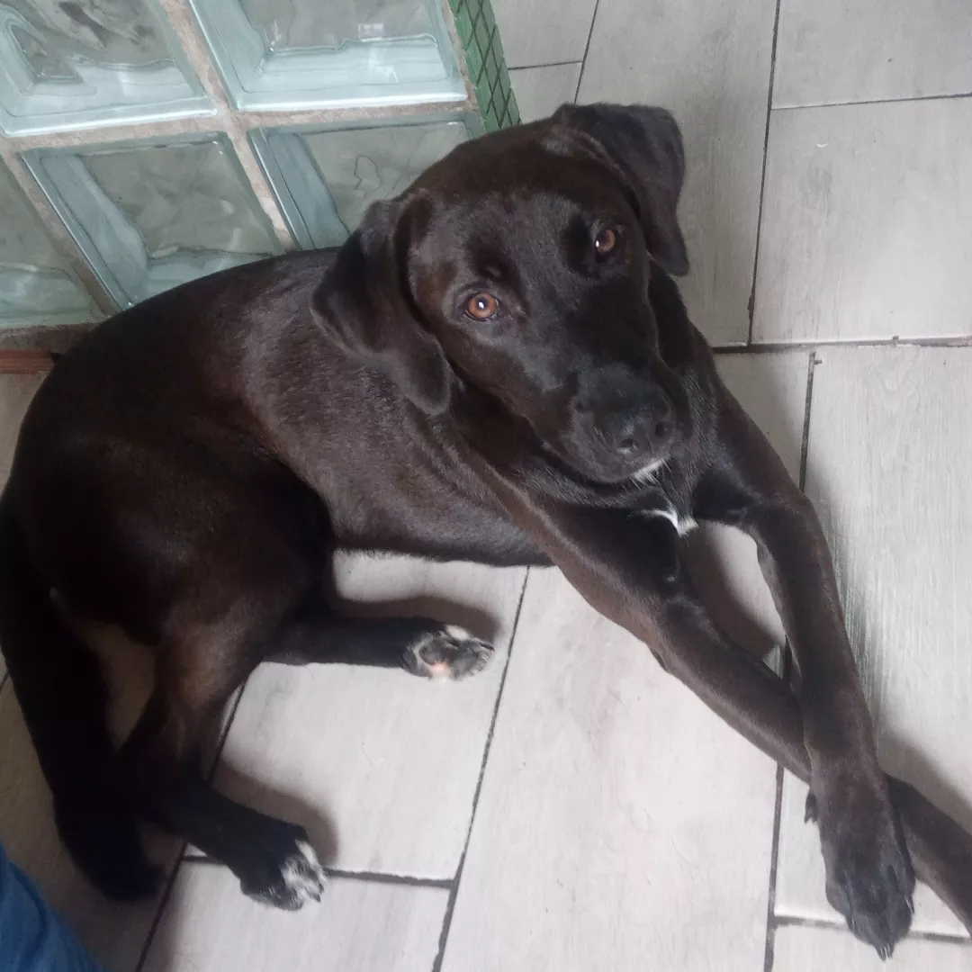 Marshall - Sem Raça Definida