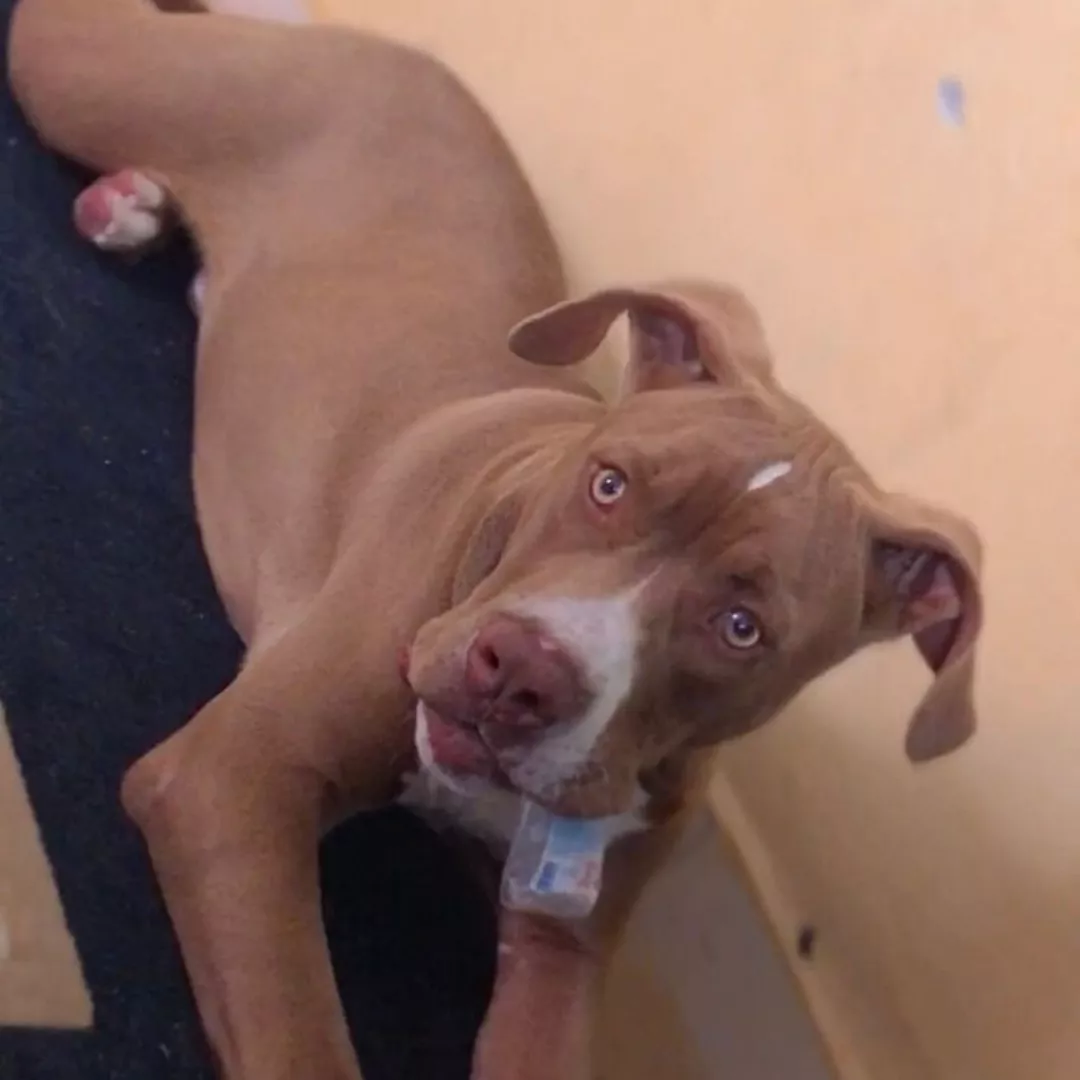 Bradok - Sem Raça Definida