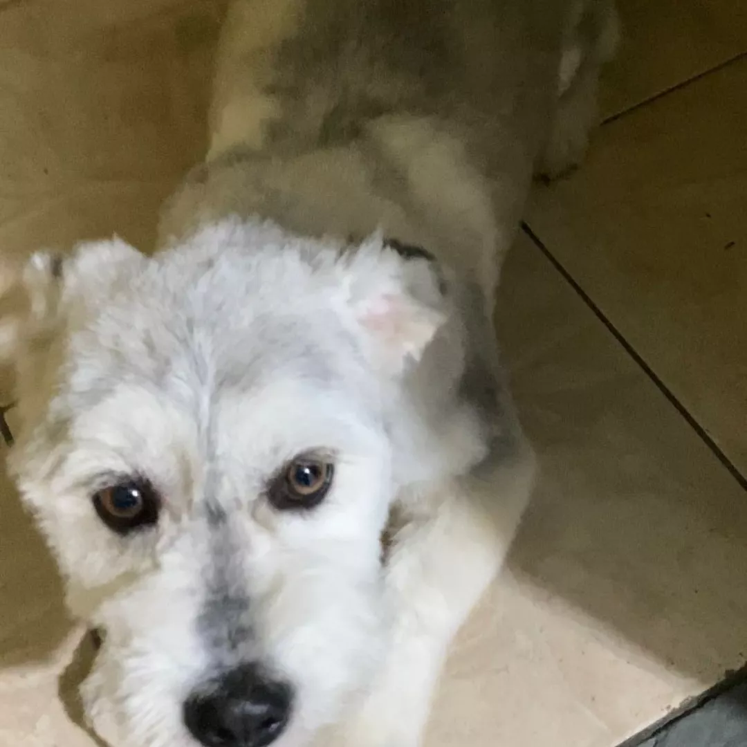 Mille - Husky Siberiano