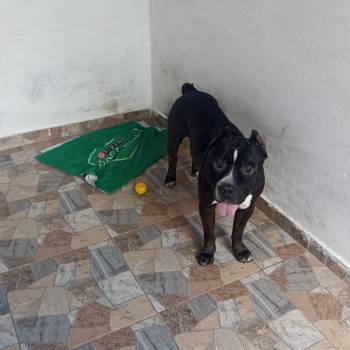 Patiti imagem 3 - 