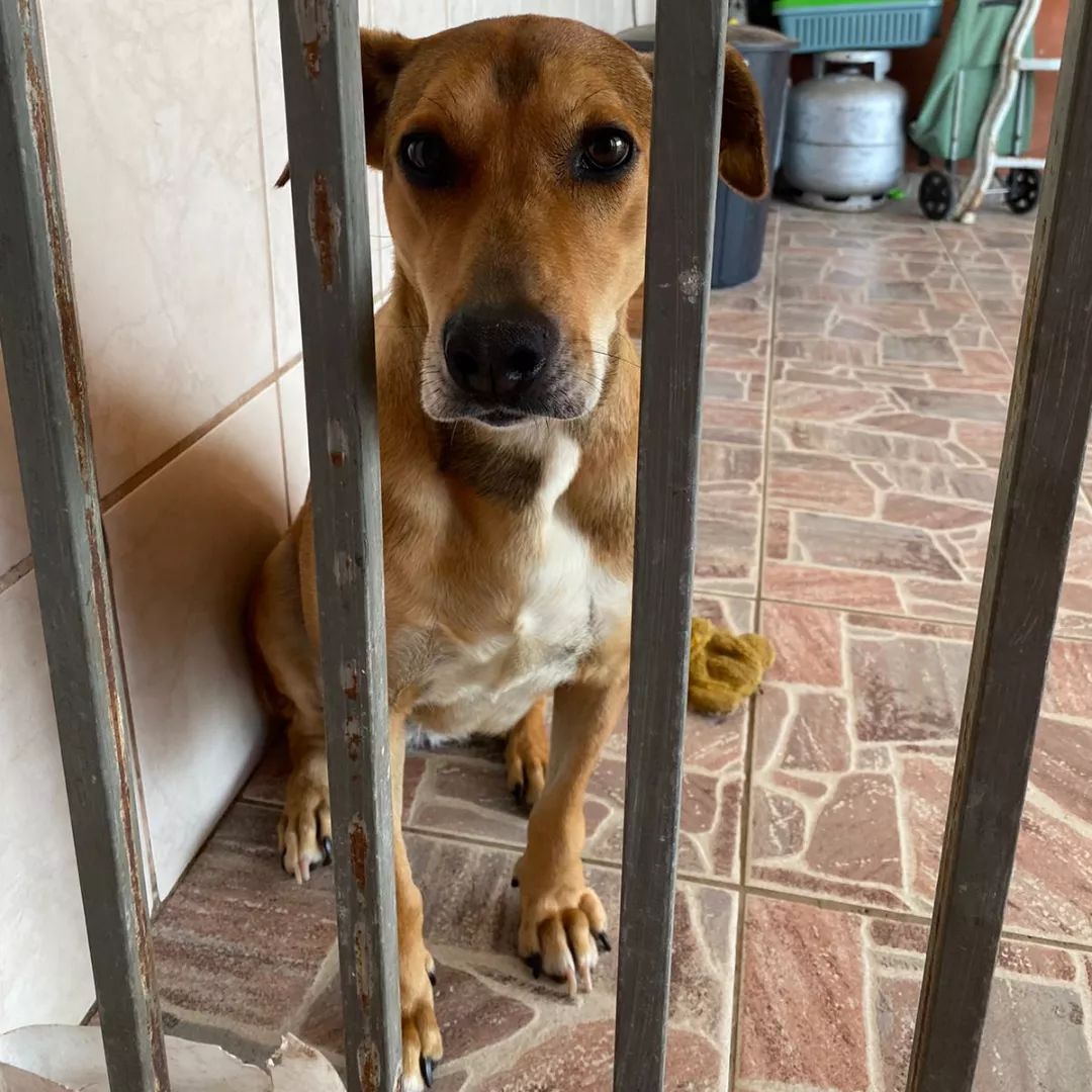 Pepita - Sem Raça Definida