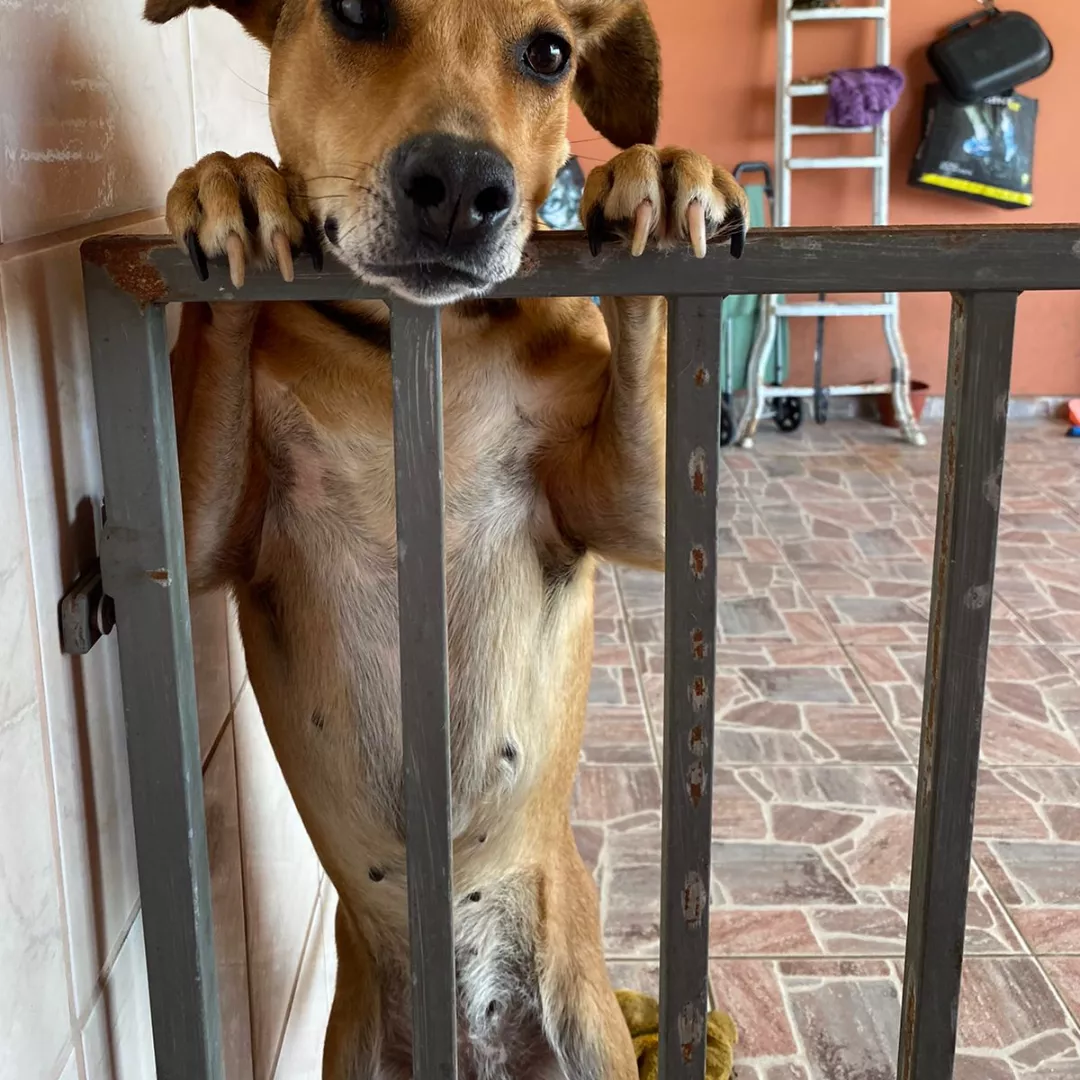 Pepita - Sem Raça Definida