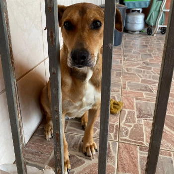 Pepita imagem 1 - Sem Raça Definida
