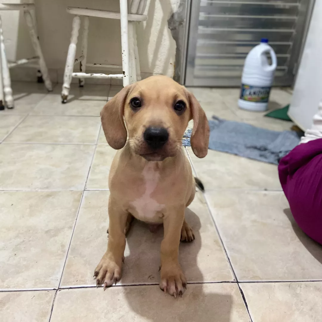 Não Pussui Nome - Sem Raça Definida