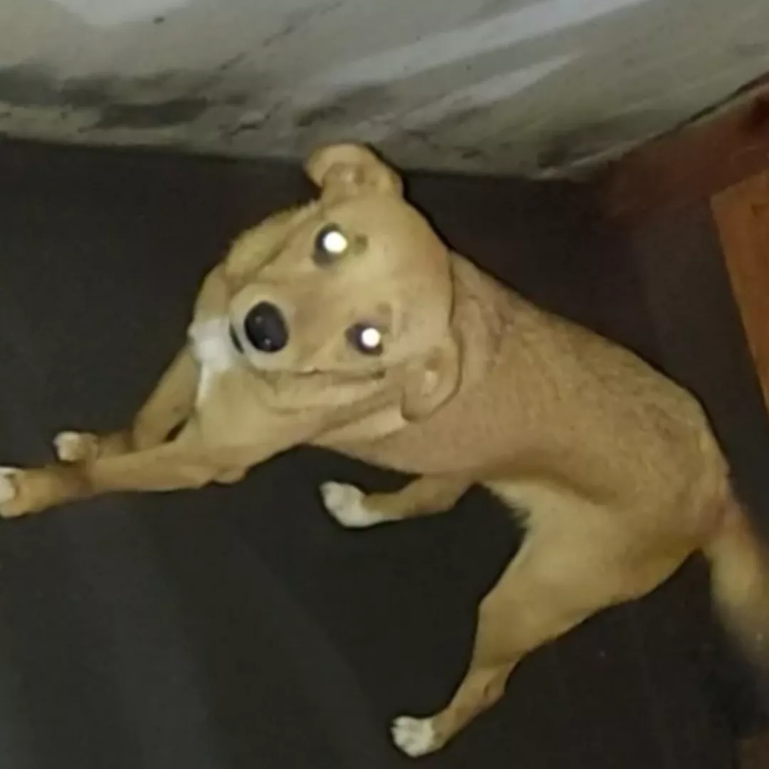 Cacau - Sem Raça Definida