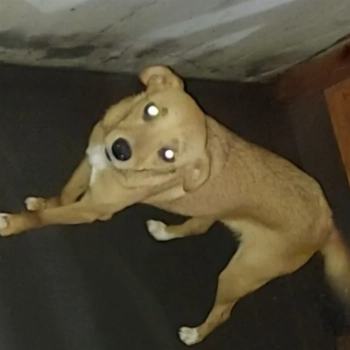 Cacau imagem 1 - Sem Raça Definida