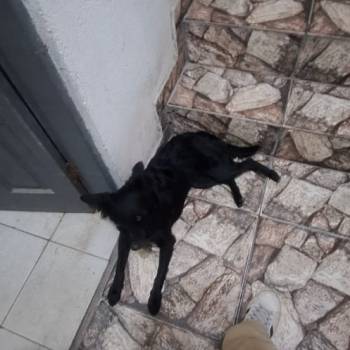 Zoe Catarina imagem 3 - 