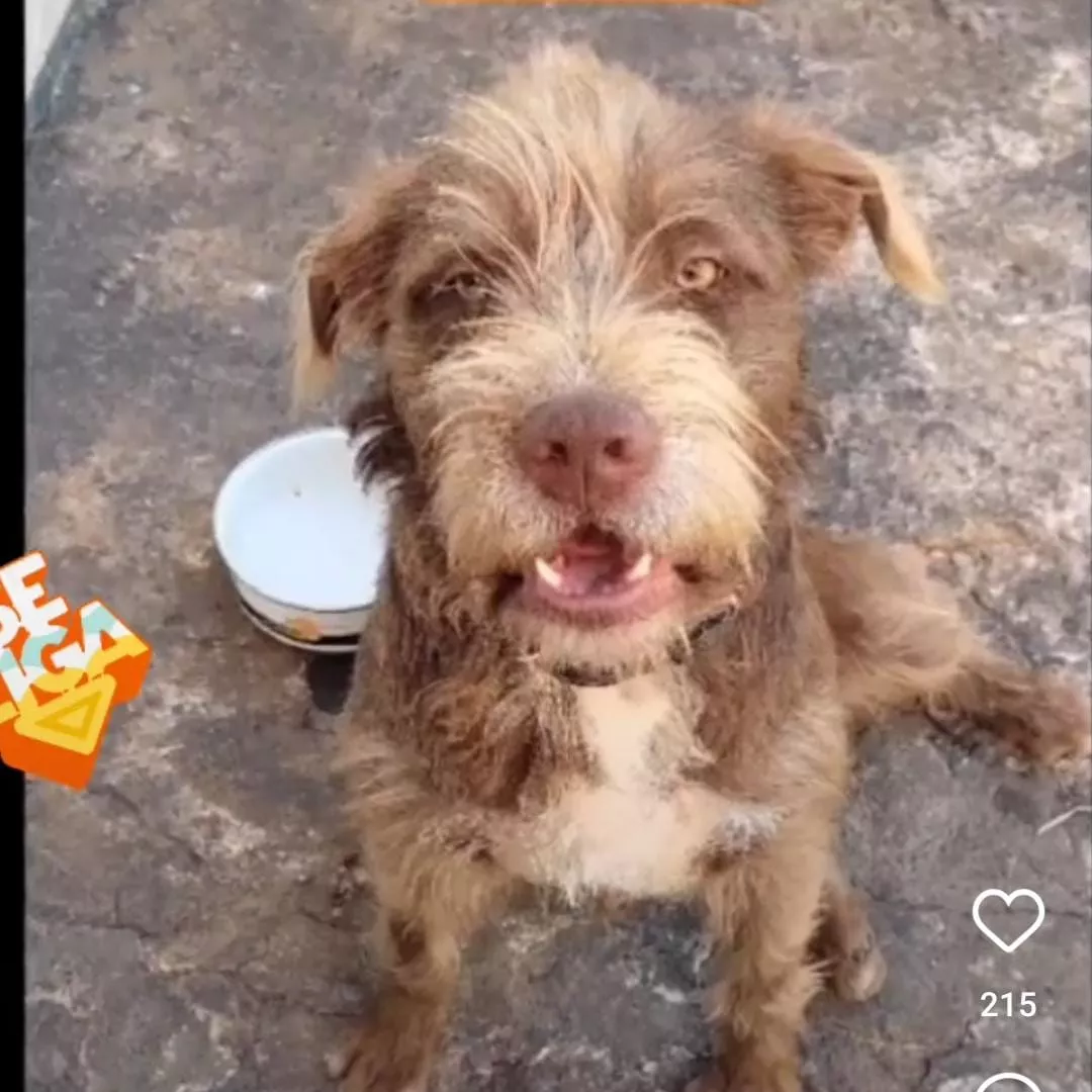 Lion - Sem Raça Definida