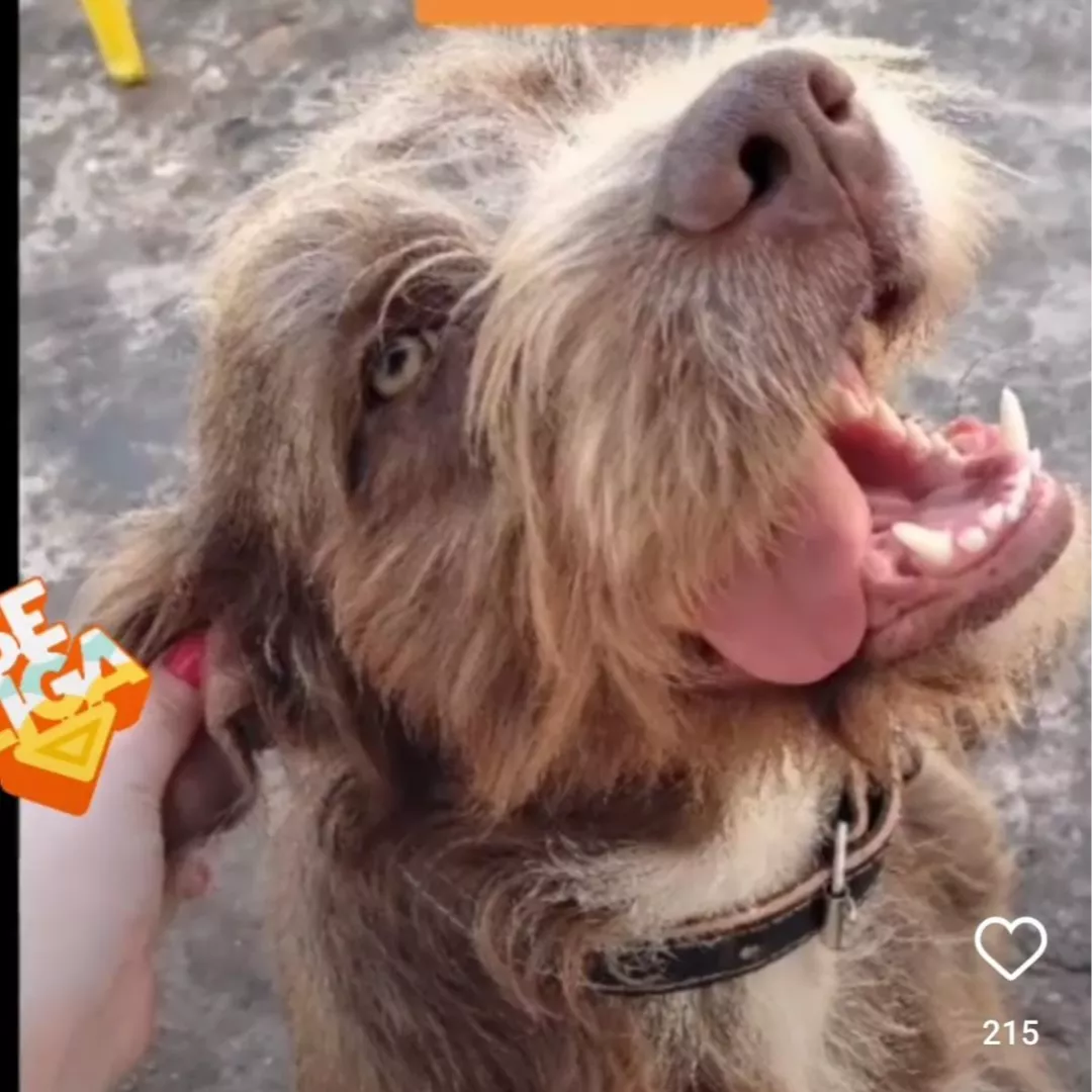 Lion - Sem Raça Definida