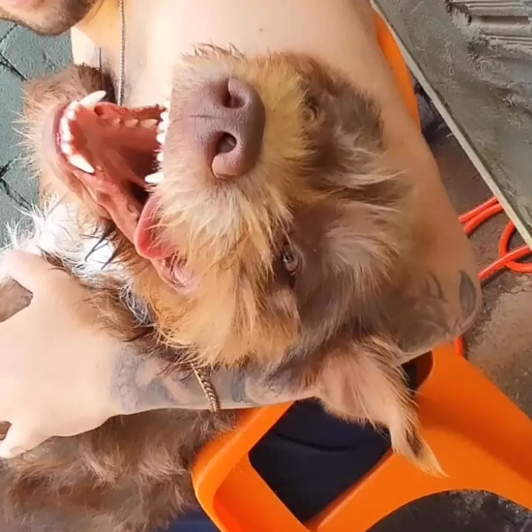 Lion - Sem Raça Definida