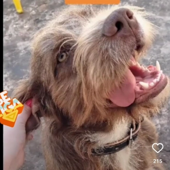 Lion imagem 2 - Sem Raça Definida