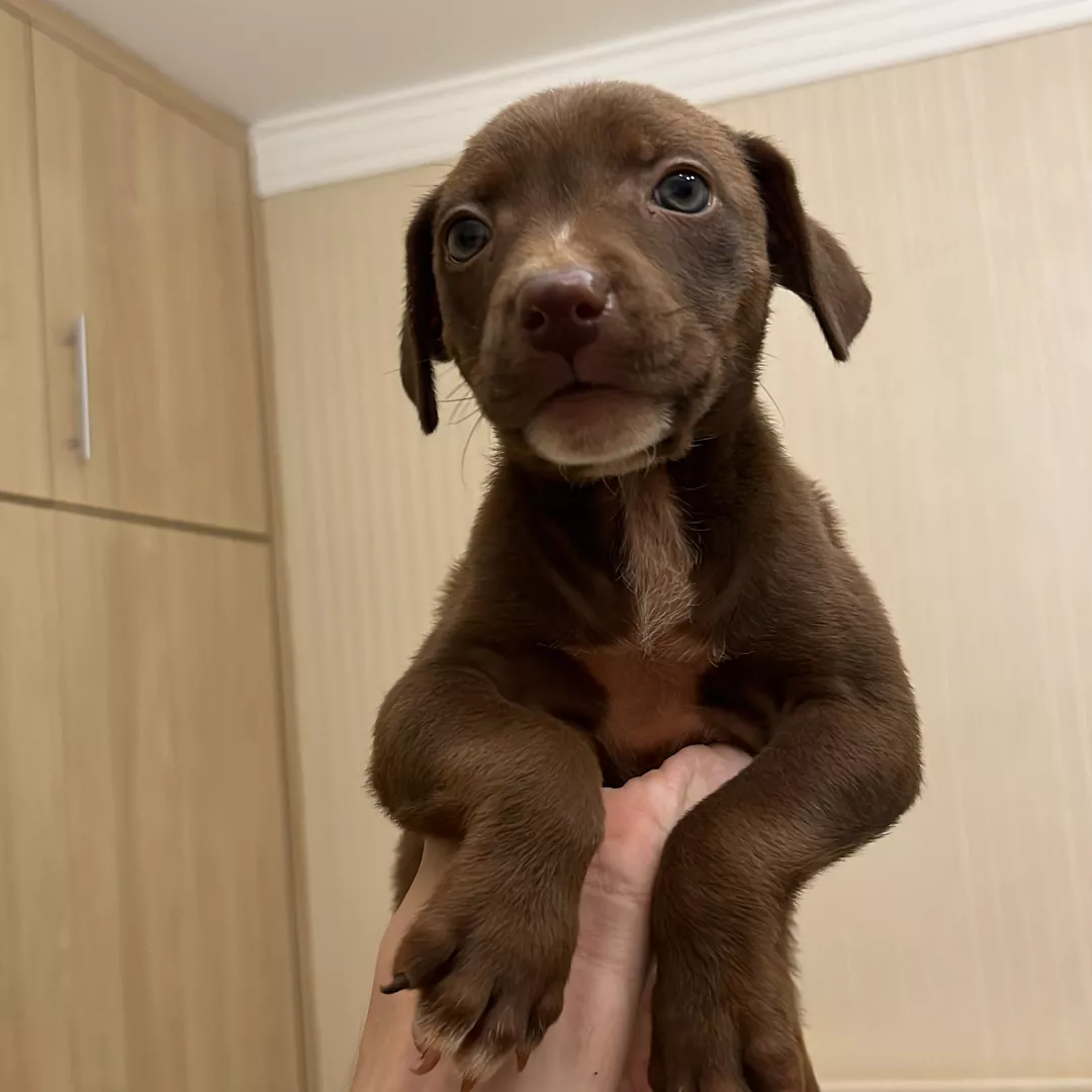 Ariel - Sem Raça Definida