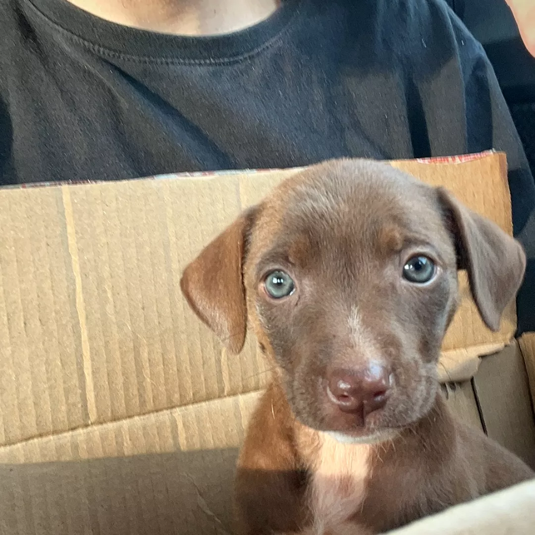 Ariel - Sem Raça Definida