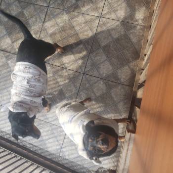 Cindy Amp Pitoco imagem 2 - 