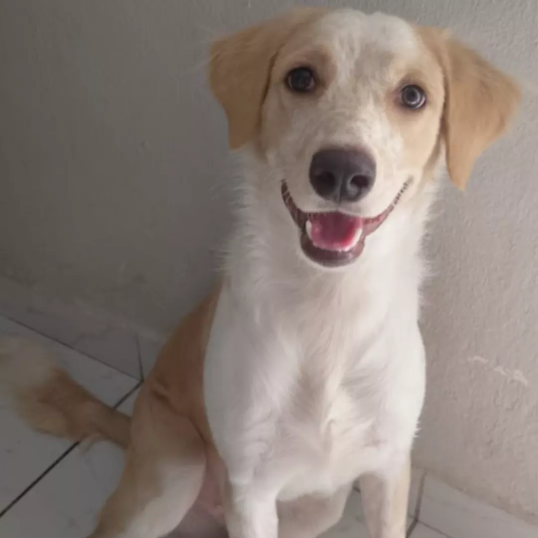 Chuvisco - Sem Raça Definida