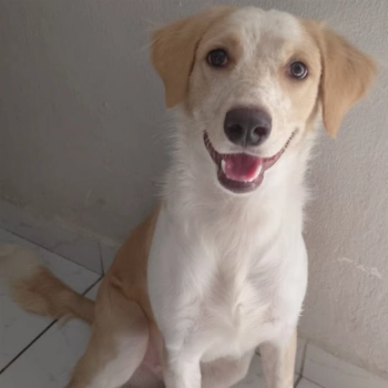 Chuvisco imagem 1 - Sem Raça Definida