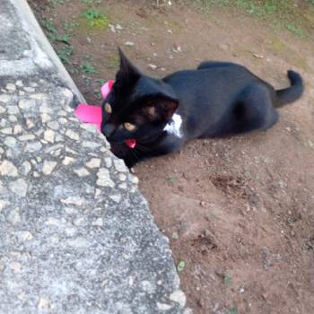 Marie imagem 1 - 