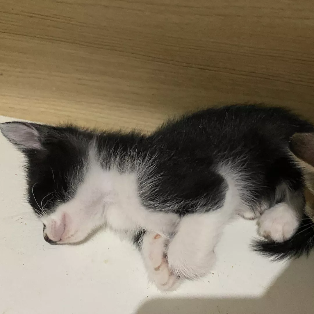 Sem Nome - Sem Raça Definida