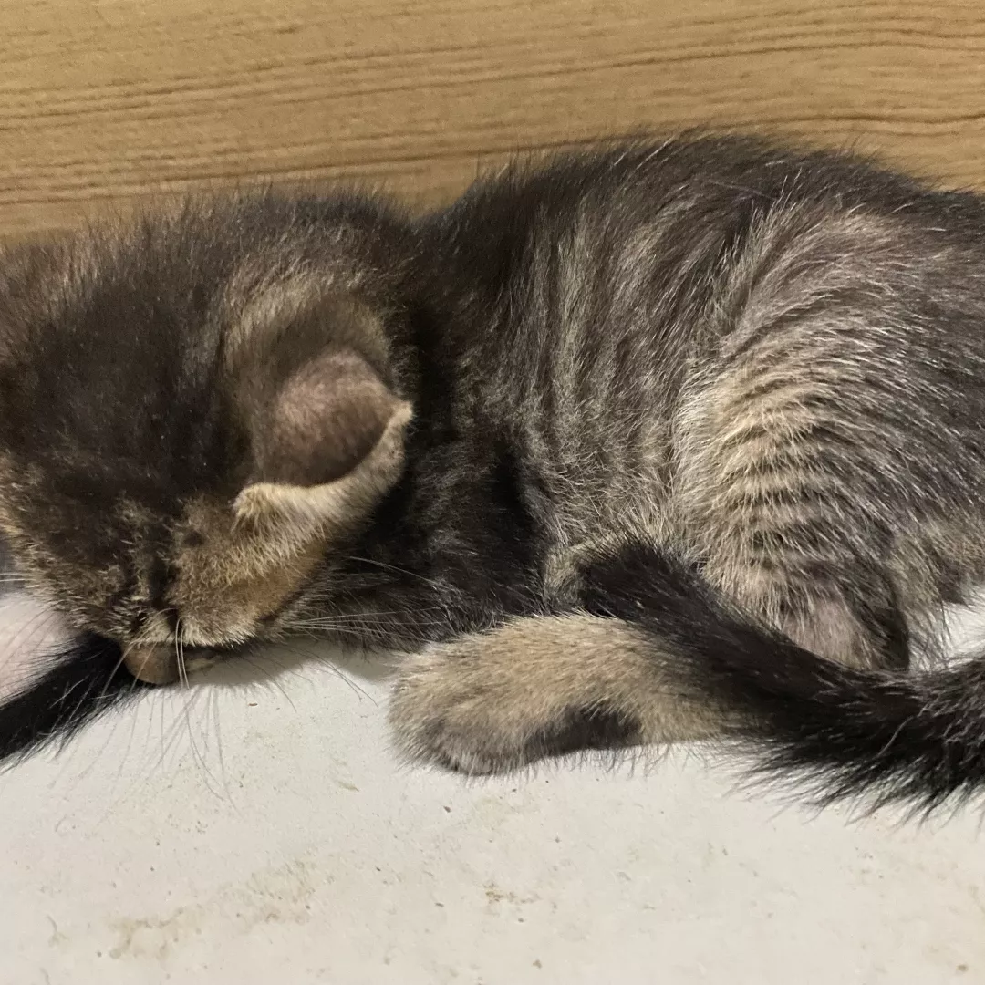 Sem Nome - Sem Raça Definida