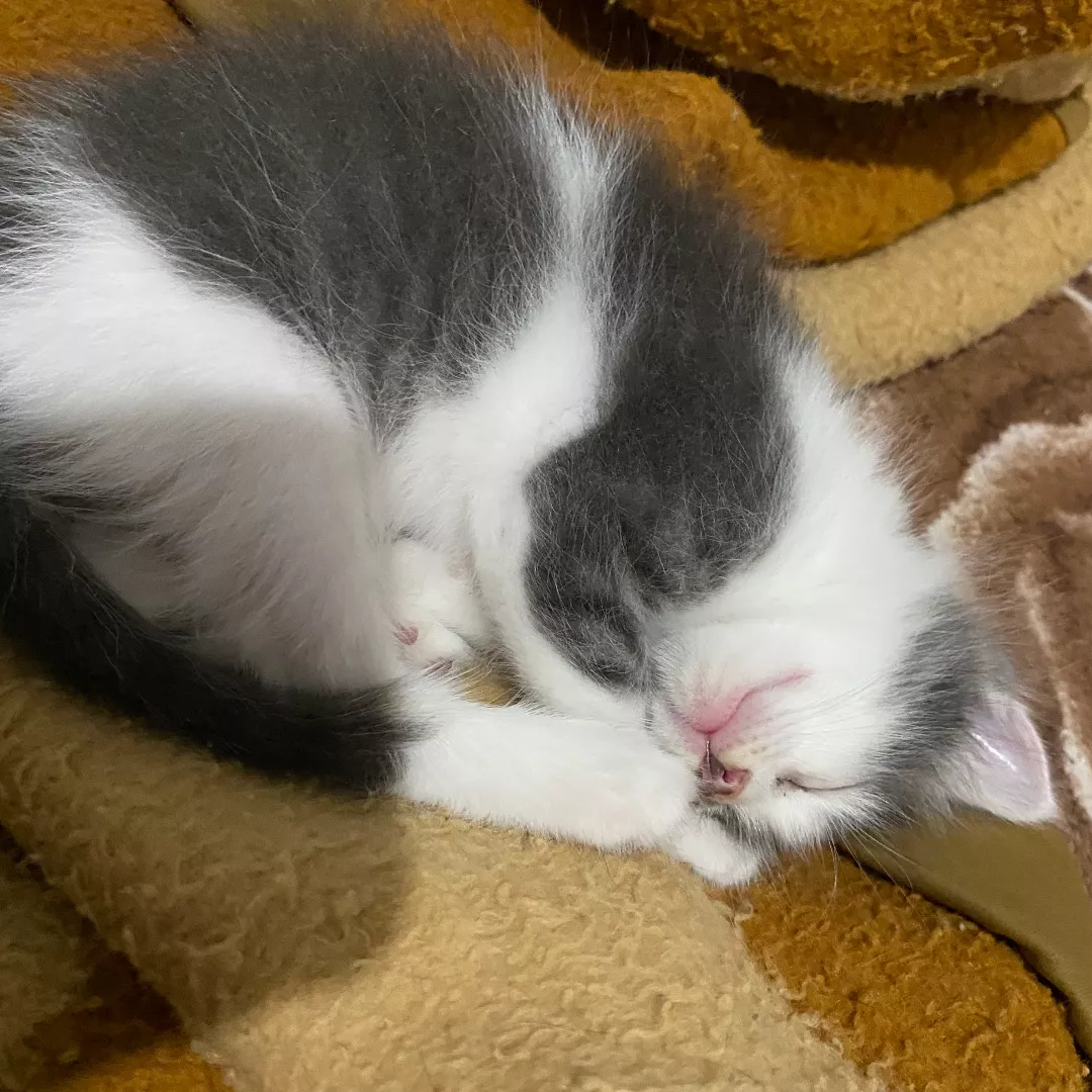 Sem Nome - Sem Raça Definida