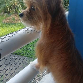 Luffy imagem 1 - 