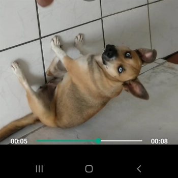 Tybine imagem 1 - Sem Raça Definida