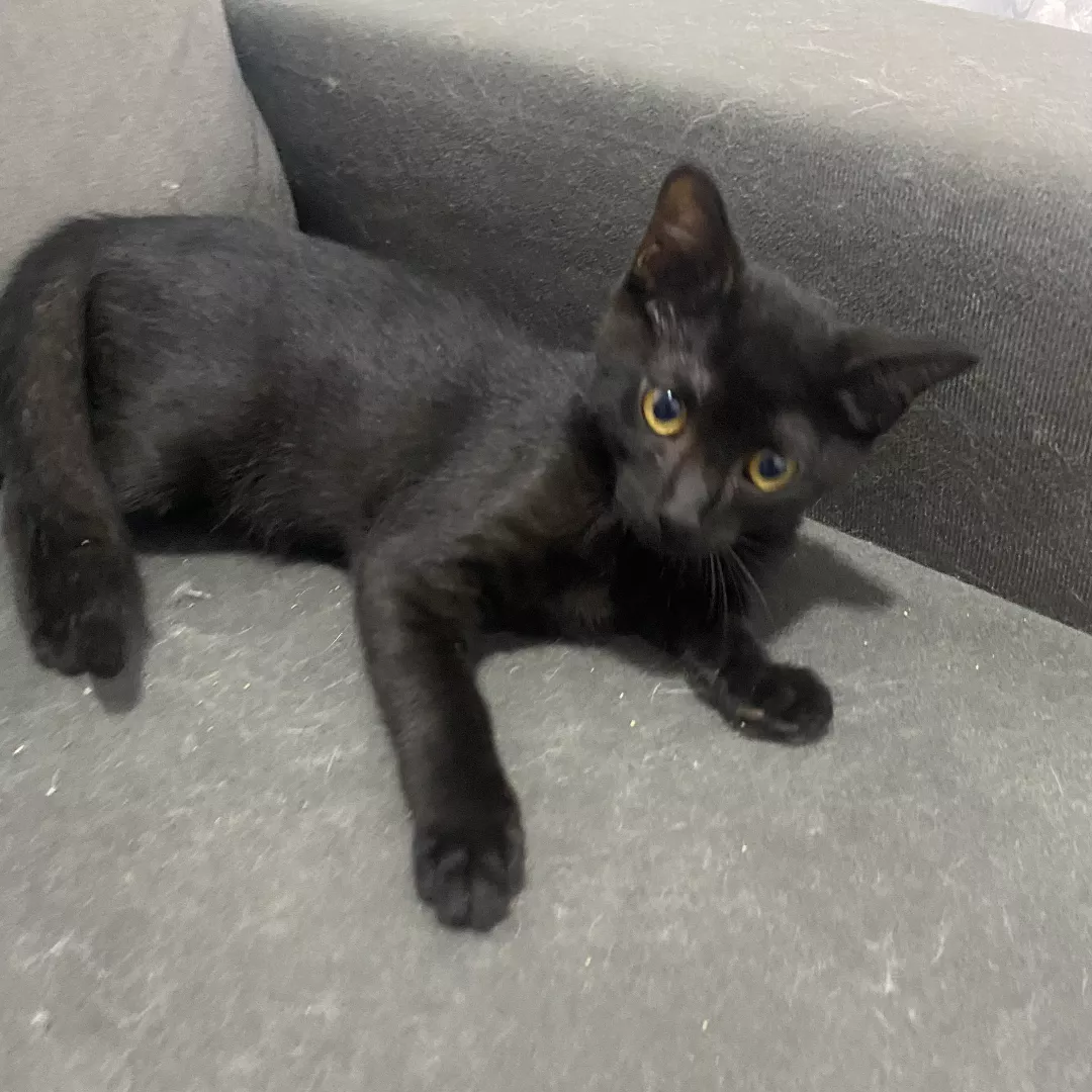 Pedrinho - Sem Raça Definida