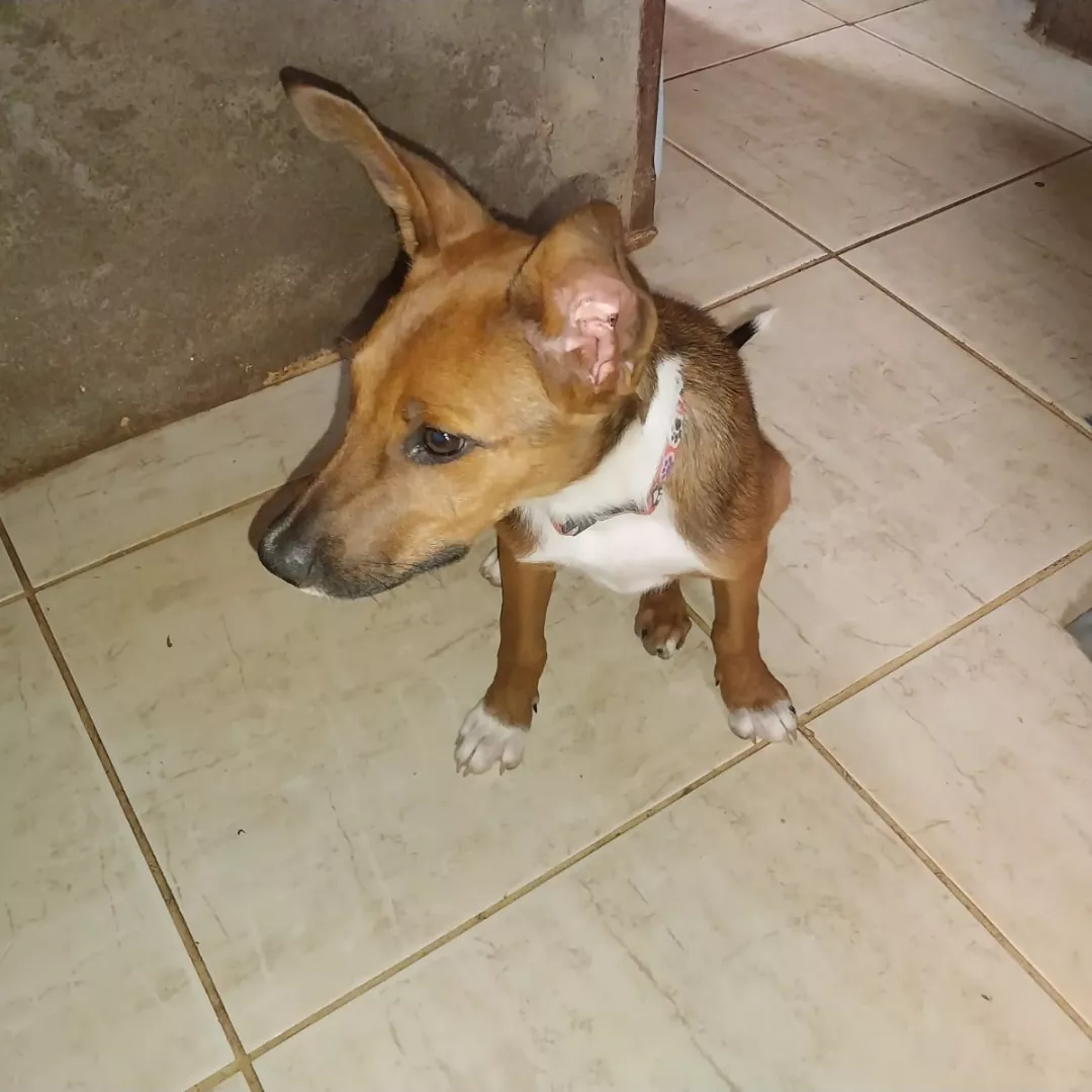 Kiara - Sem Raça Definida