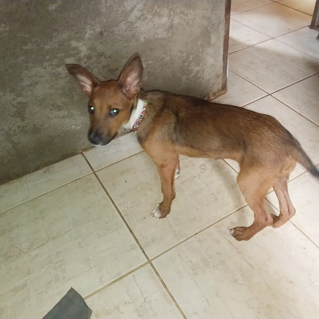 Kiara - Sem Raça Definida